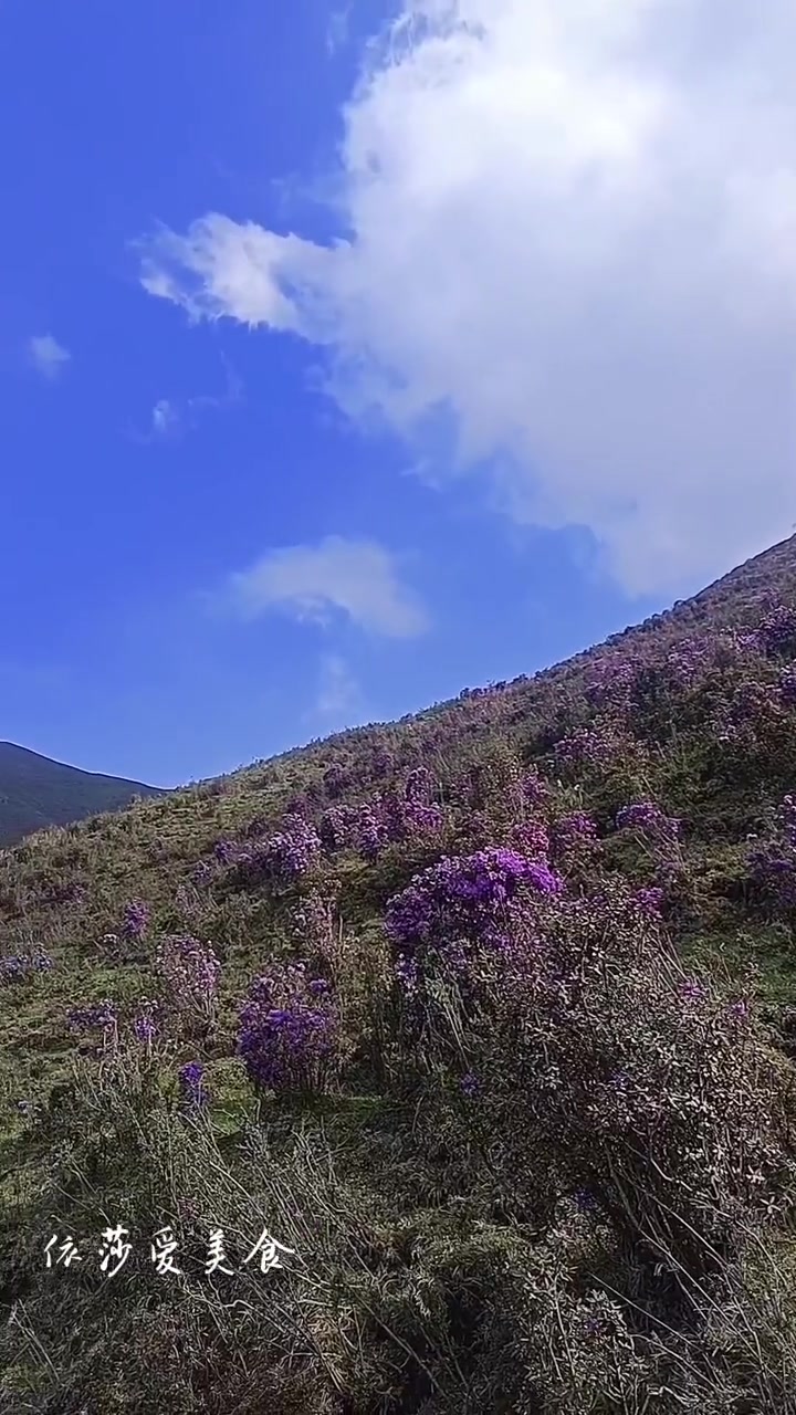 又是一年格桑花开的季节 给姐妹们推荐个浪山的好地方 大通松林山 香菜花的花海 高山杜鹃 总