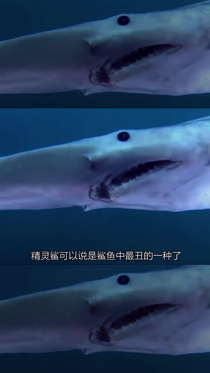 世界上最神秘的海洋生物,你绝对没见过