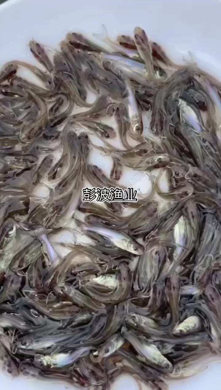 叉尾鱼苗4-5公分长
