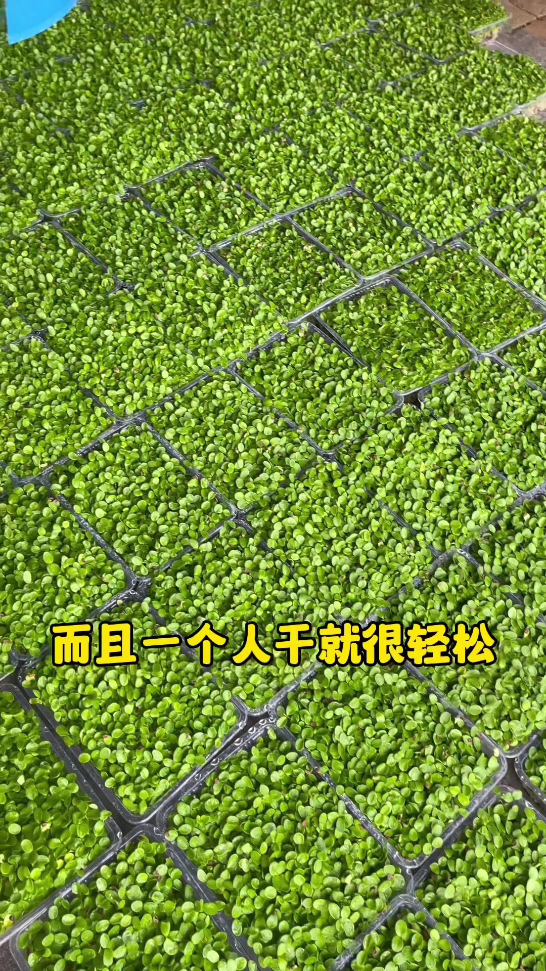 90后新农人成功上岸
