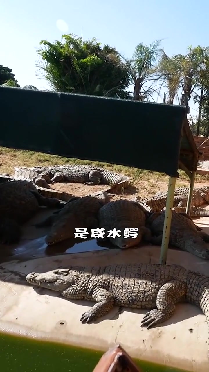 世界上最大的鳄鱼