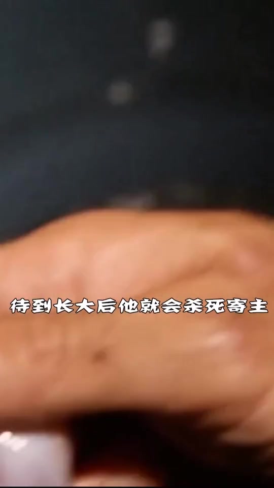 世界上最恐怖的淡水鱼,只有5厘米却站在食物链顶端