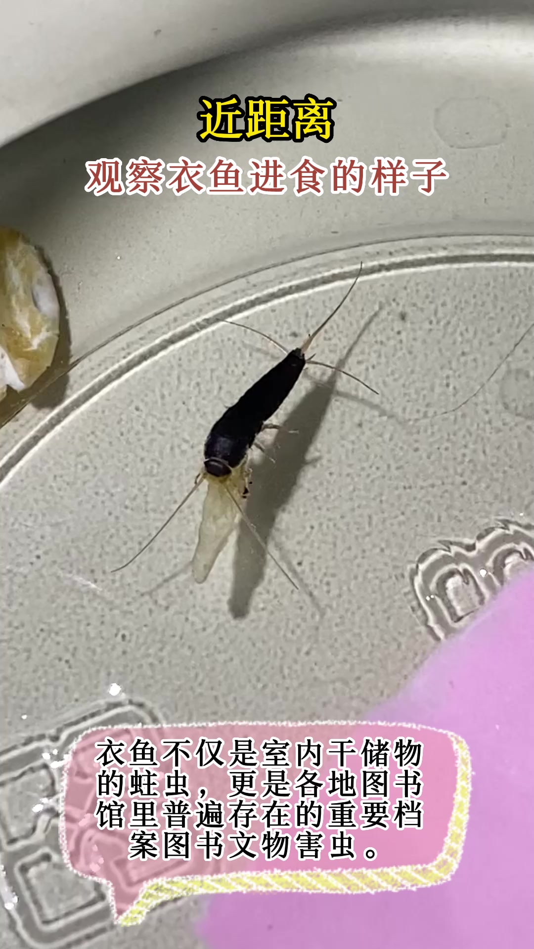 近距离观察衣鱼进食的样子