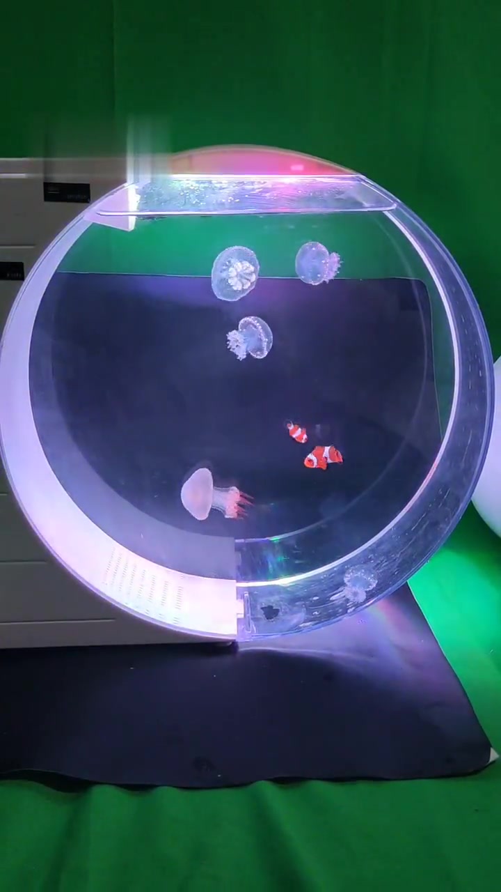 小丑鱼也可以和水母一起养哦