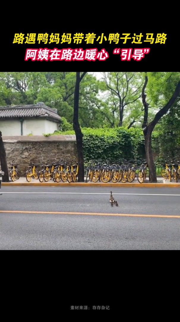 鸭妈妈带小鸭娃过马路,路遇阿姨暖心“引导”