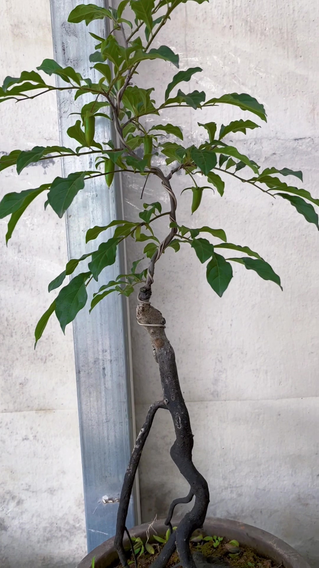 老鸦柿品种红牡丹、梦之雫