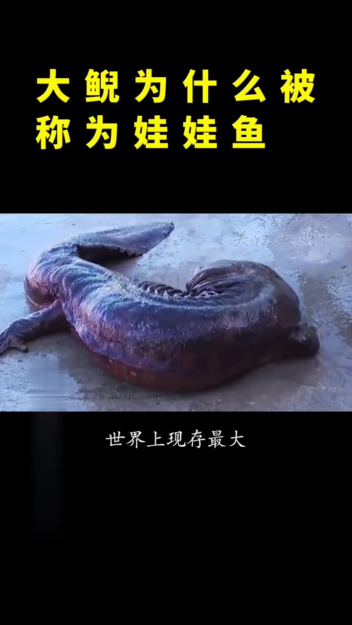 大鲵为何被称娃娃鱼