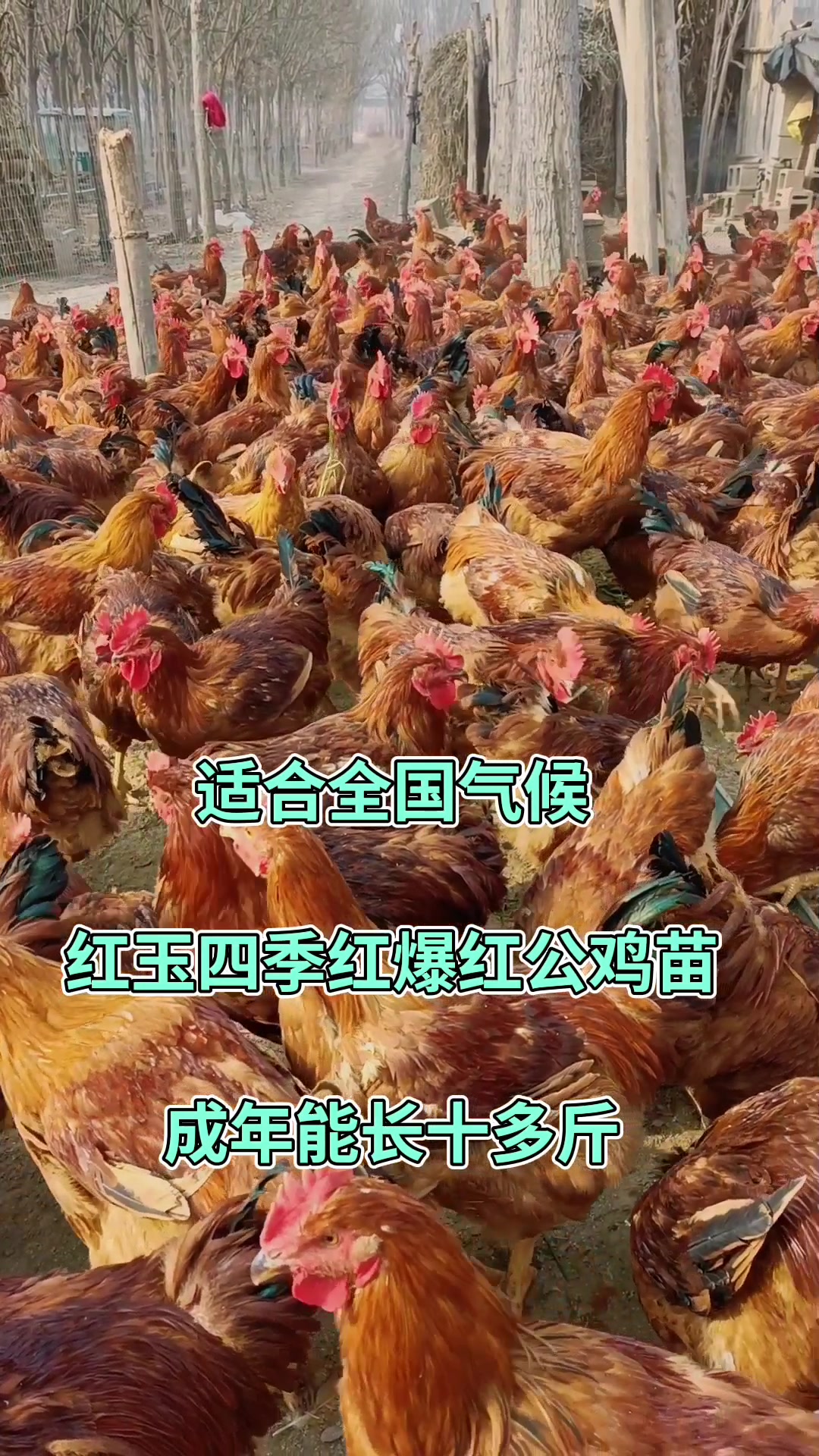 适合全国气候,红玉四季红爆红公鸡苗,成年能长十多斤