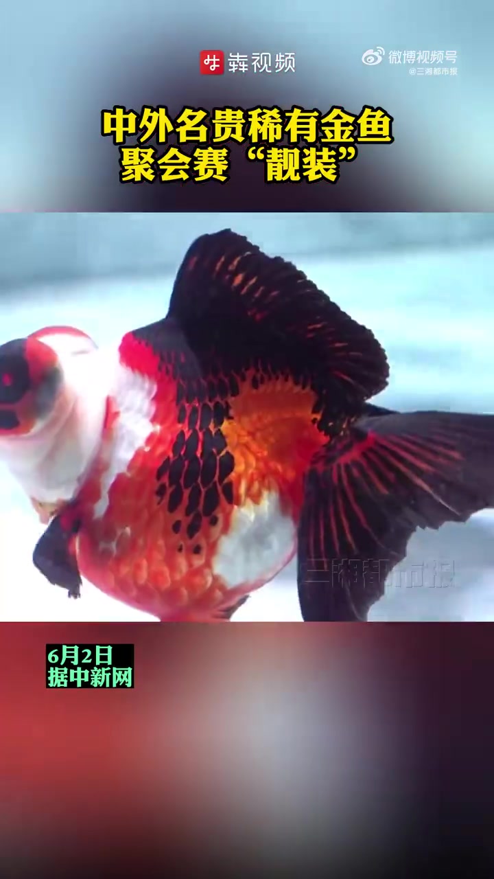 「中外名贵稀有金鱼大赛 聚会赛“靓装”」第十届中国(福州)金鱼文化节2日在福州海峡国际会展