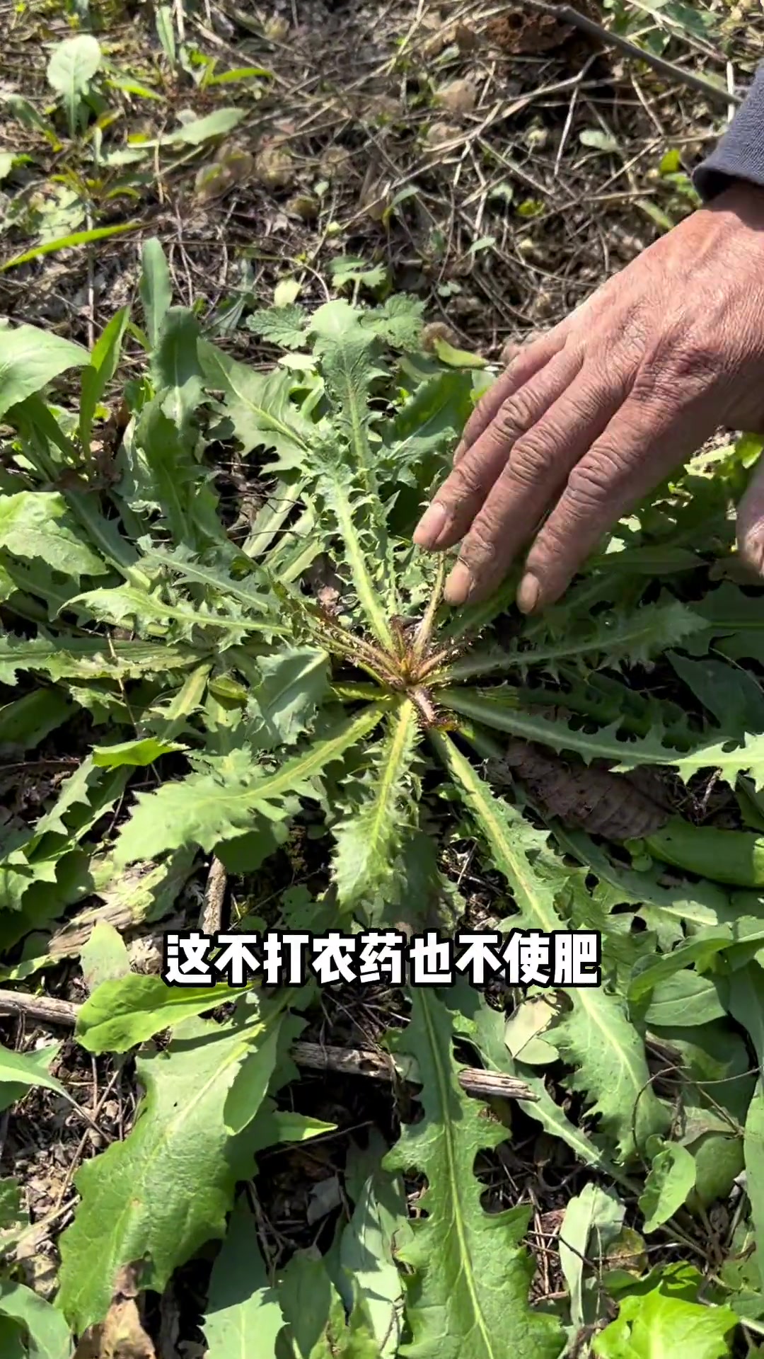 吃点野菜,老太太也想吃,挖点秋野菜,秋天这一茬非常嫩