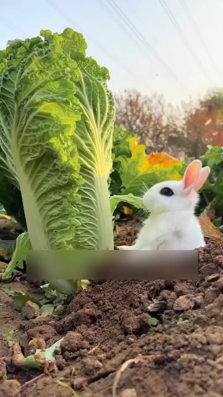 这个紫色的白菜你吃过吗?家里有阳台小院的,你也种一点吧 紫白菜 紫白菜种子 三农 家庭种植