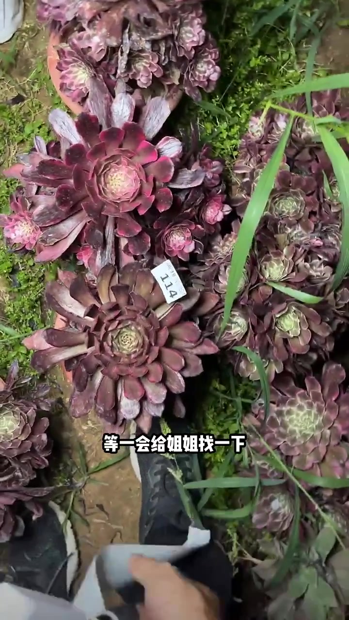 多肉植物莲花掌系列舞天姬大老桩左下角小黄车可以下单
