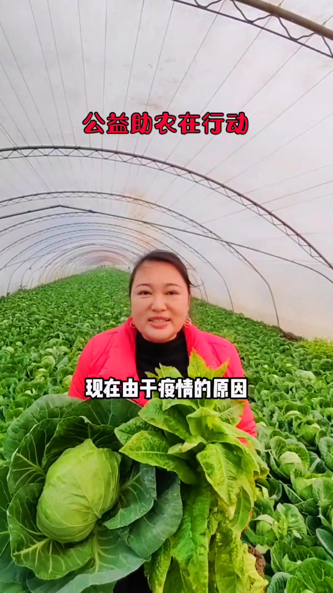 菜农种的菜滞留在地,大量的蜗巨,卷心菜,价格非常便宜,欢迎爱心人士前来购买,帮助菜农度过难