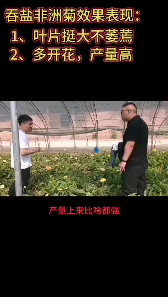 非洲菊吞盐效果回访(一)
