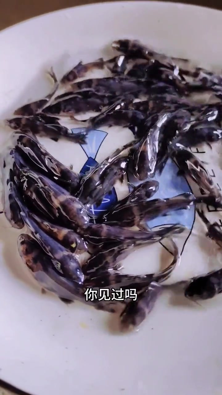 江团鱼,学名长吻鮠鱼苗,肥沱,淮王鱼。肉质鲜嫩爽口,没有小刺,池塘养殖简单好养易上手,各地