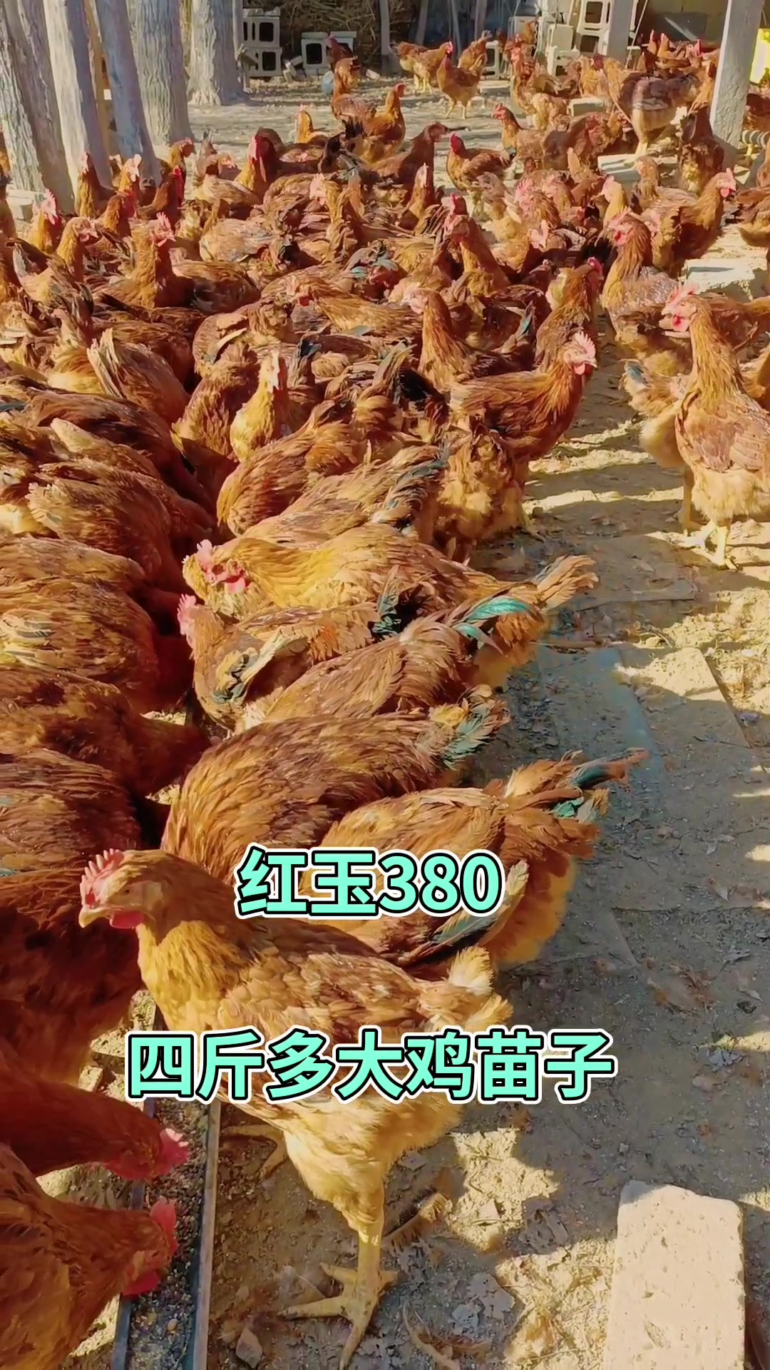 红玉380四斤多大鸡苗子