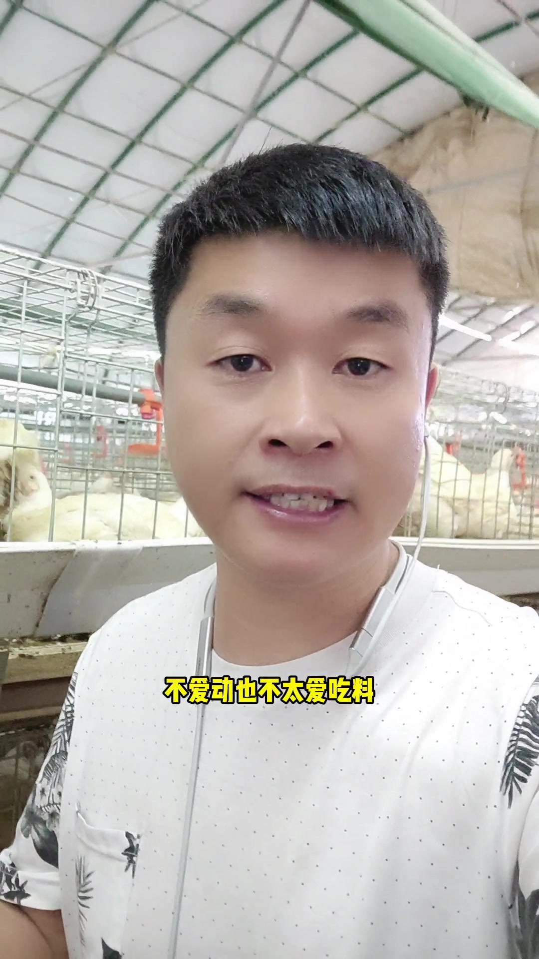 肉鸡养殖重要三阶段