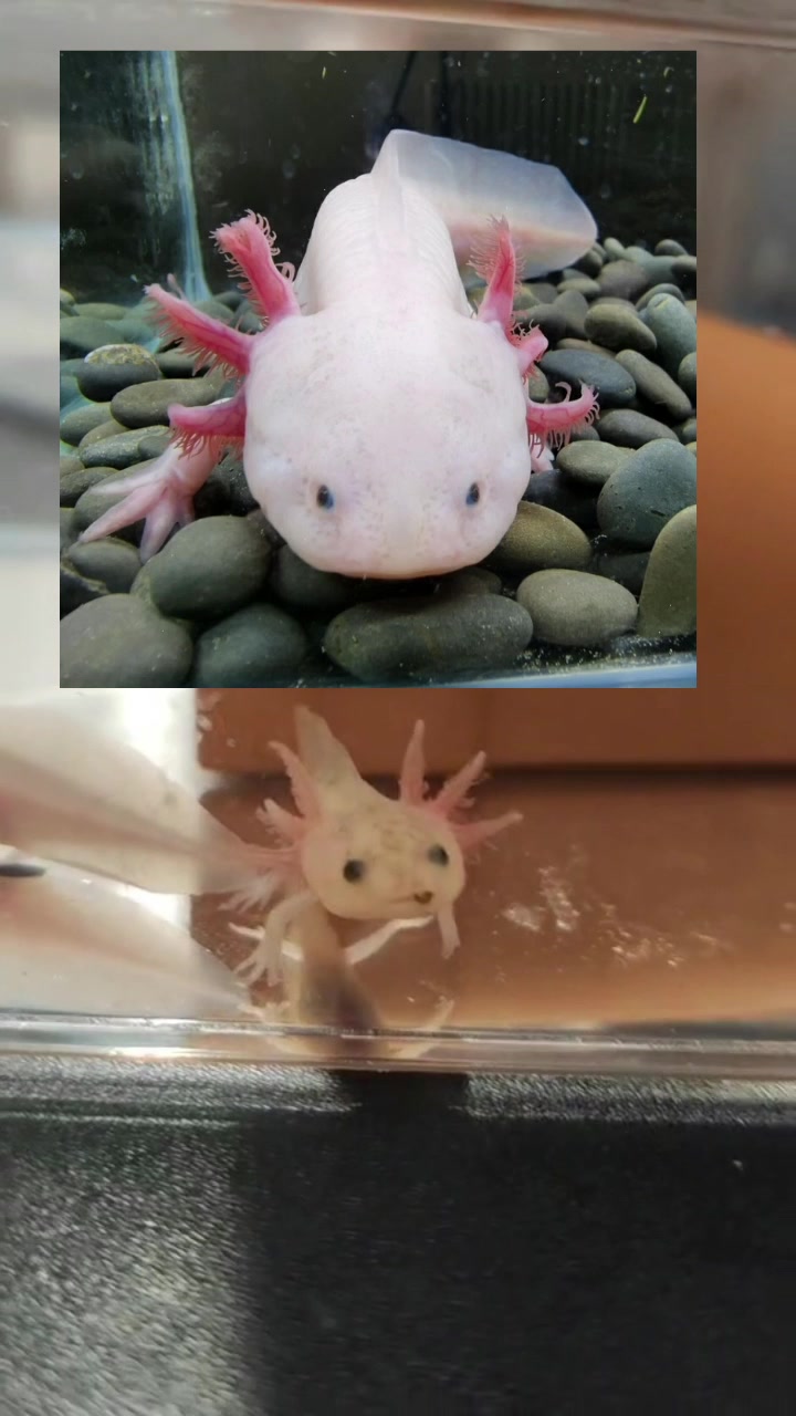 大学生的宠物 六角龙鱼