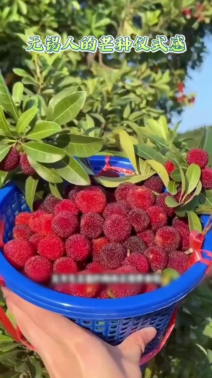 无锡人的芒种仪式感 有鱼米之乡美称的无锡,芒种意味着播种和希望。从江南特色的糯米糖藕、酒酿