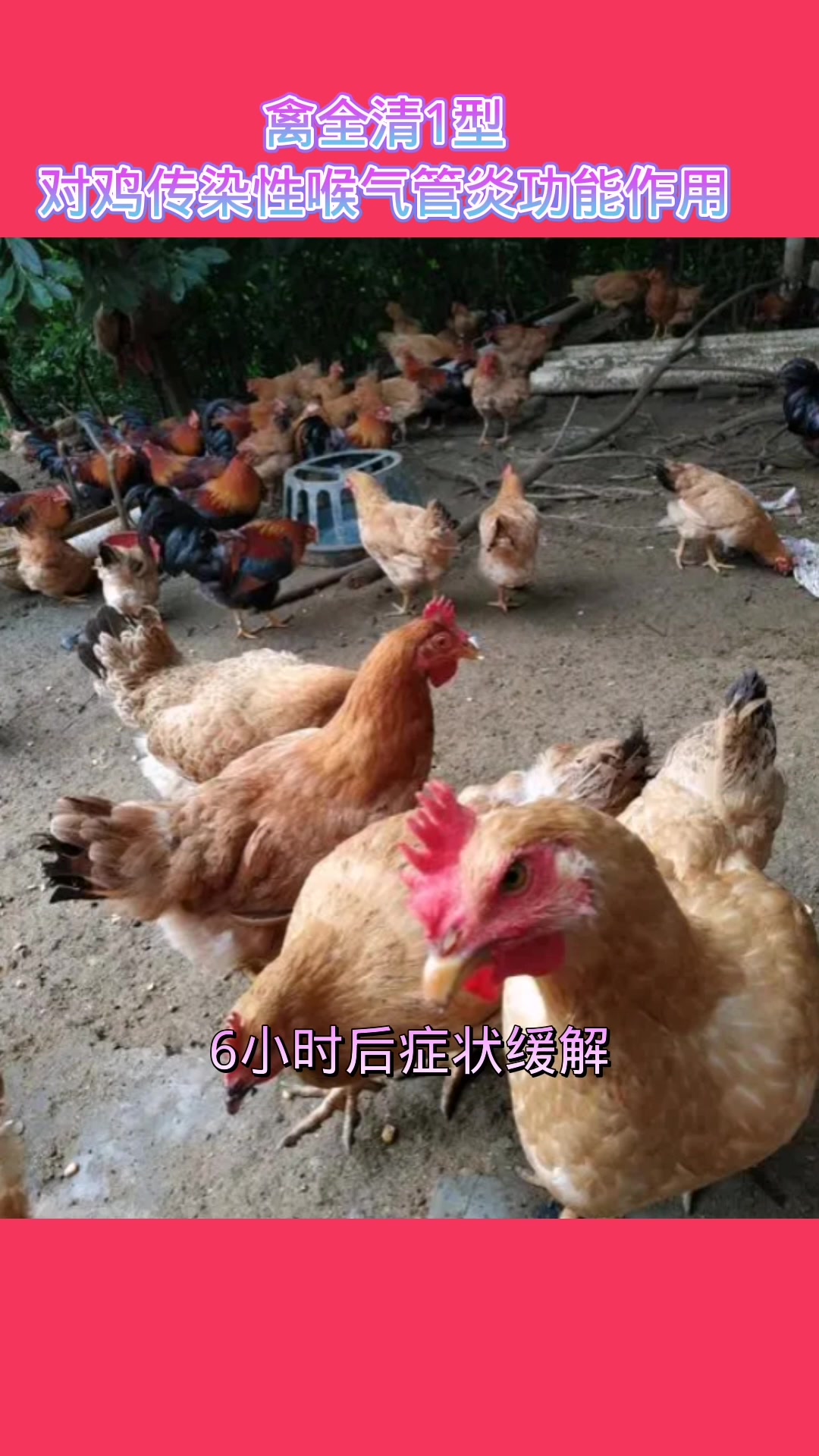 禽全清1型对鸡传染性喉气管炎功能作用