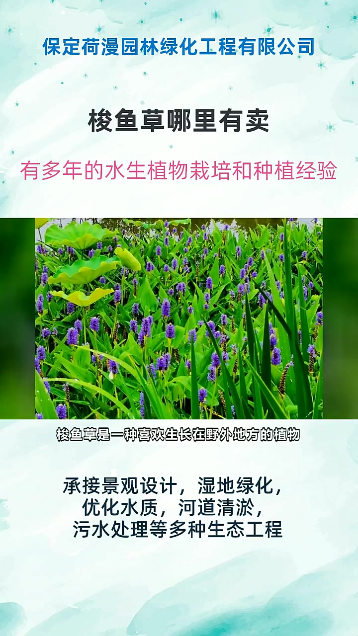 梭鱼草哪里有卖