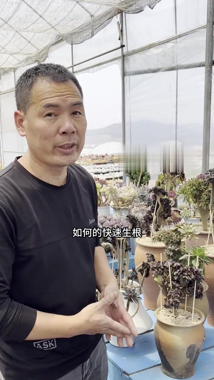 多肉植物法师快速生根法