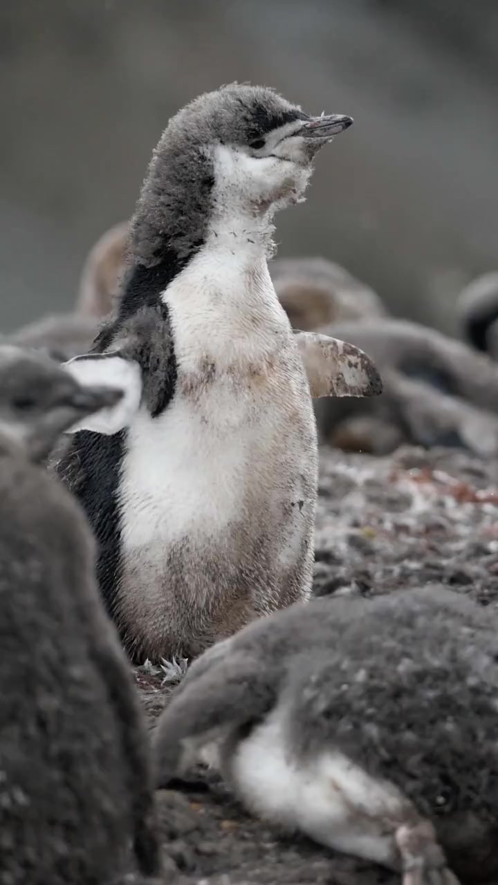小企鹅饿的时候,它可不管有有食物的大企鹅是不是它的妈妈,一溜烟的冲上去抢食。海滩上经常能看