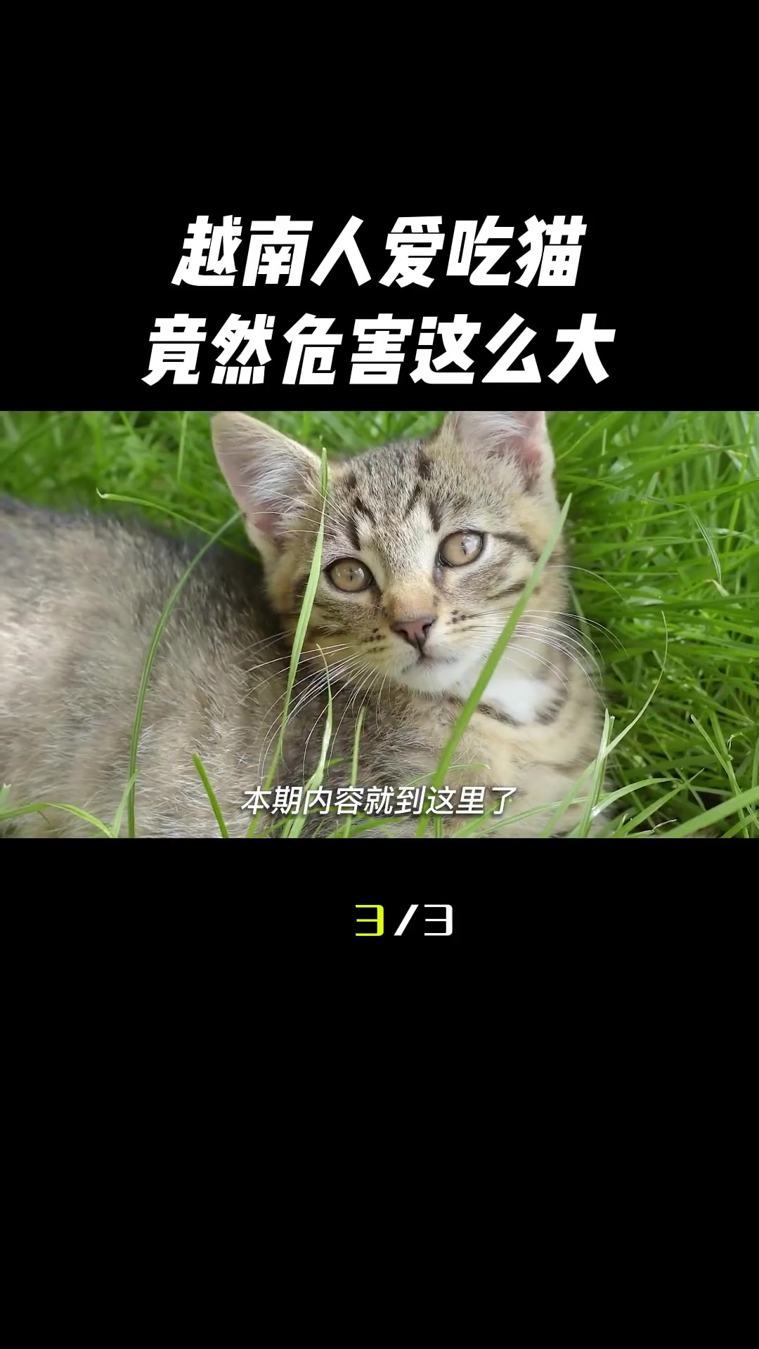 第3集|蟋蟀、蚂蚱……这些菜都是小场面,越南人吃猫肉有多疯狂?一天能吃掉100吨猫,都快被
