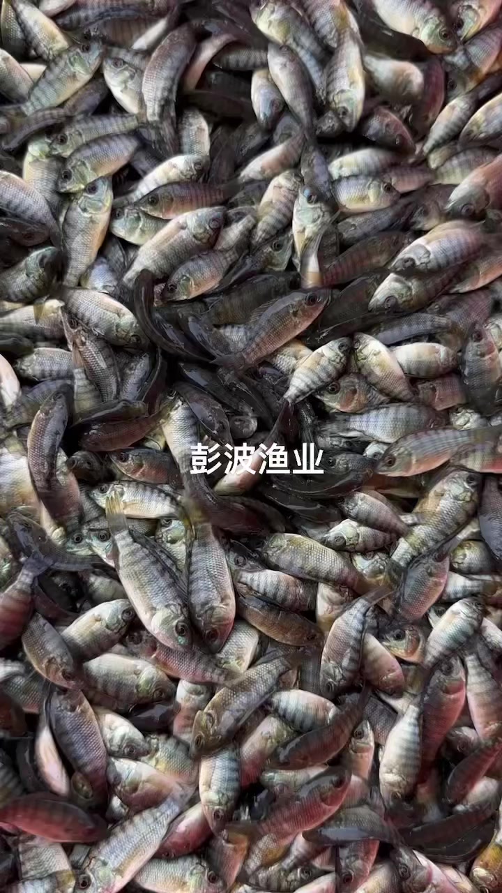 罗非鱼苗4至5公分长