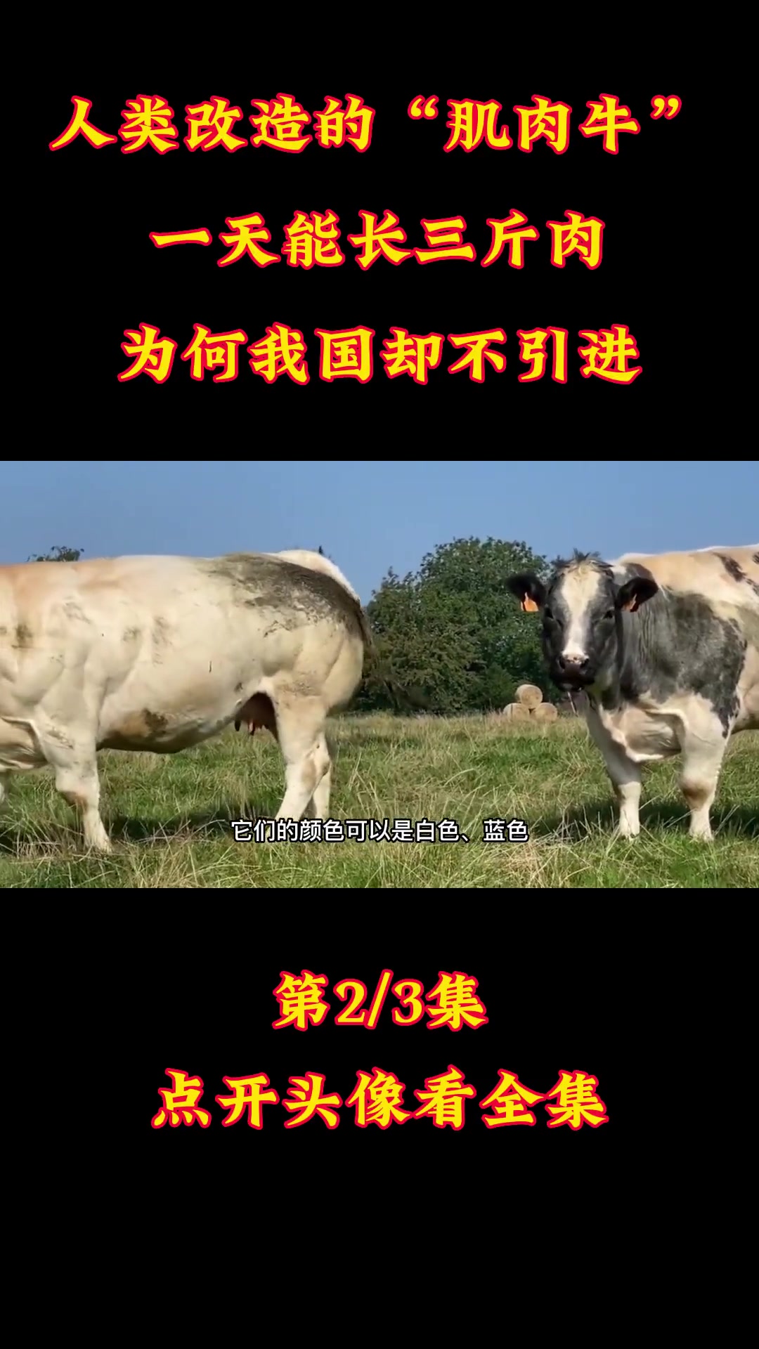 人类改造的“肌肉牛”,一天能长三斤肉,可为何我国不引进?肌肉牛 比利时蓝牛 杂交