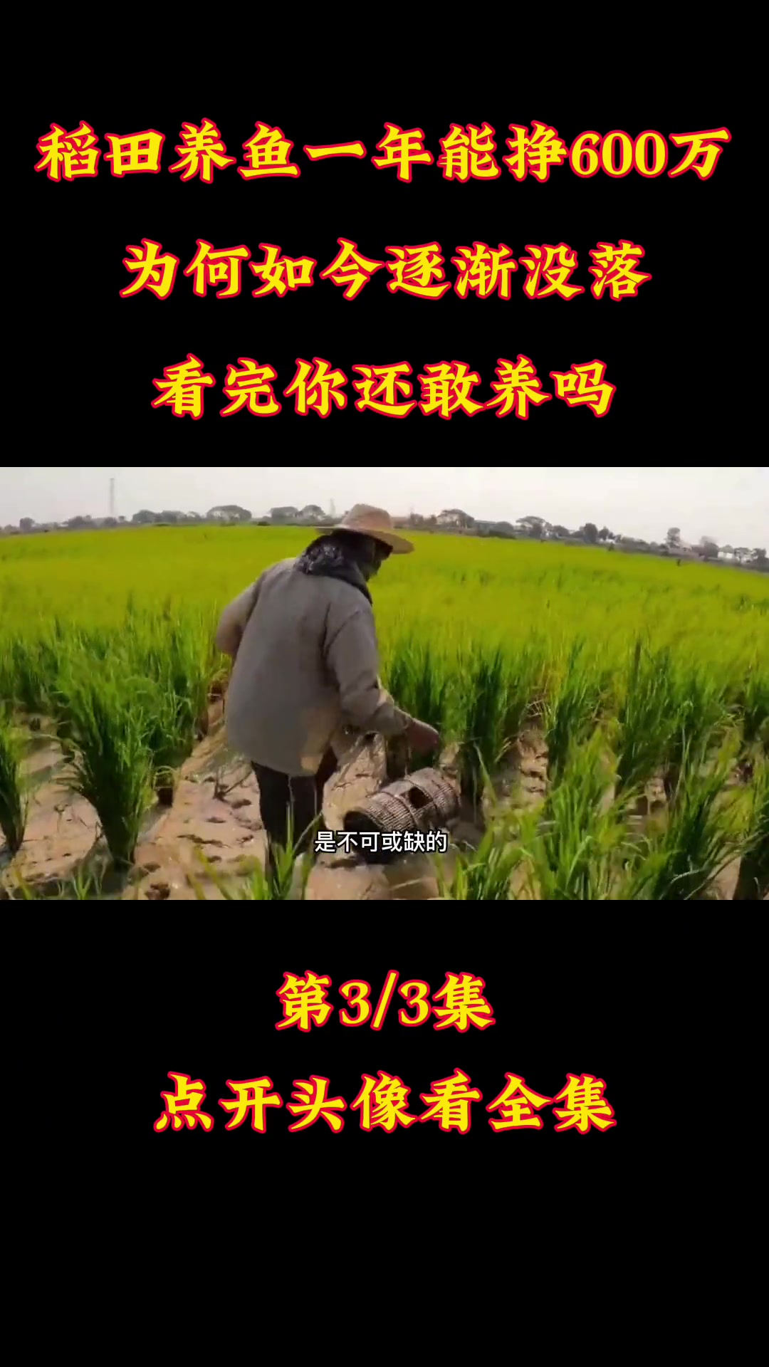 稻田养鱼一年能挣600万,为何如今逐渐没落?看完你还敢养吗?稻田养鱼 养殖 种植