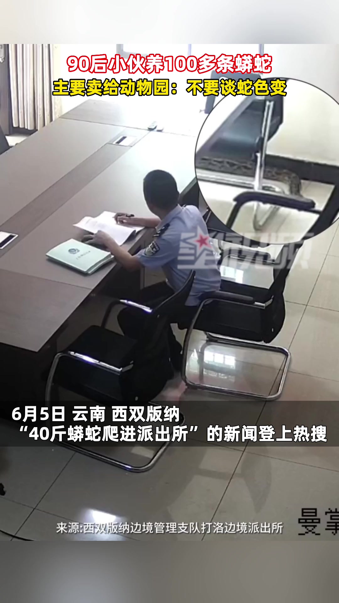 90后小伙养100多条蟒蛇,主要卖给动物园:不要谈蛇色变