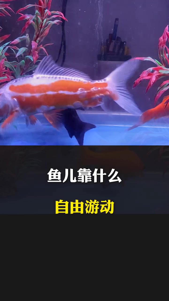 鱼儿靠什么自由游动