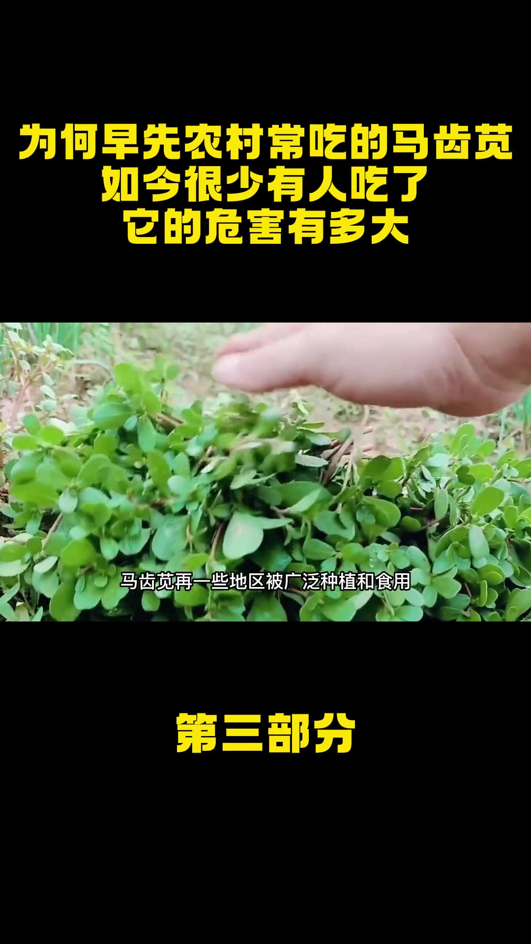 为何早先农村常吃的马齿苋,如今很少有人吃了,它的危害有多大?农村 马齿苋 野菜