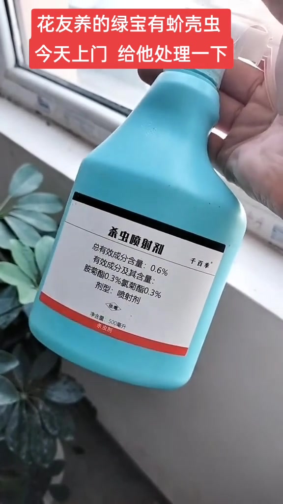 鸭掌木 平常树 龙骨 玉树都容易遭蚧壳虫,用它提前防虫,发现及时处理虫害!花卉绿植 蚧壳虫