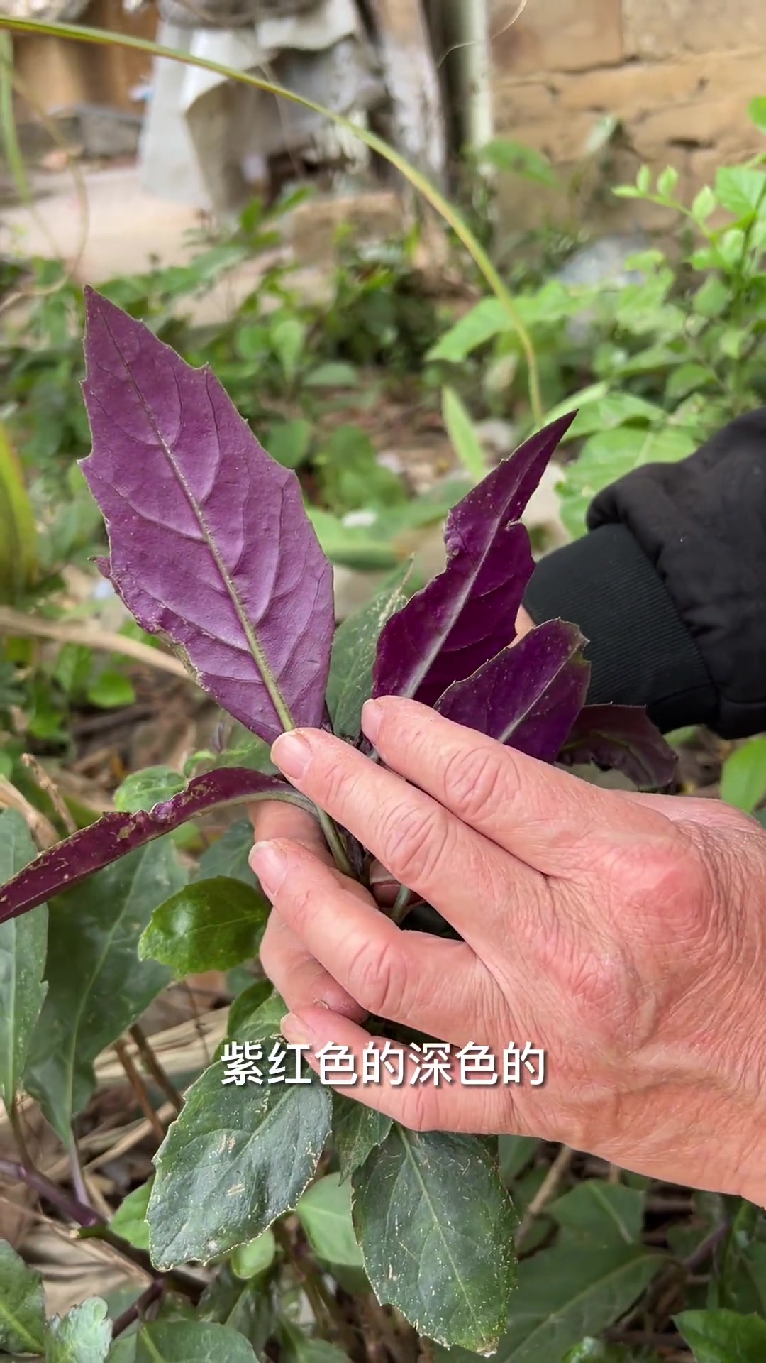 99%的人都不知道这种红红的野菜竟然还能这样用 三农 新农人计划2023 大自然的馈赠