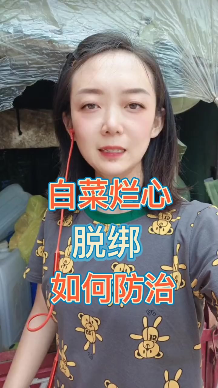 白菜软腐,烂心 烂邦 烂根。就用这个方案。白菜软腐病 三农 病害防治