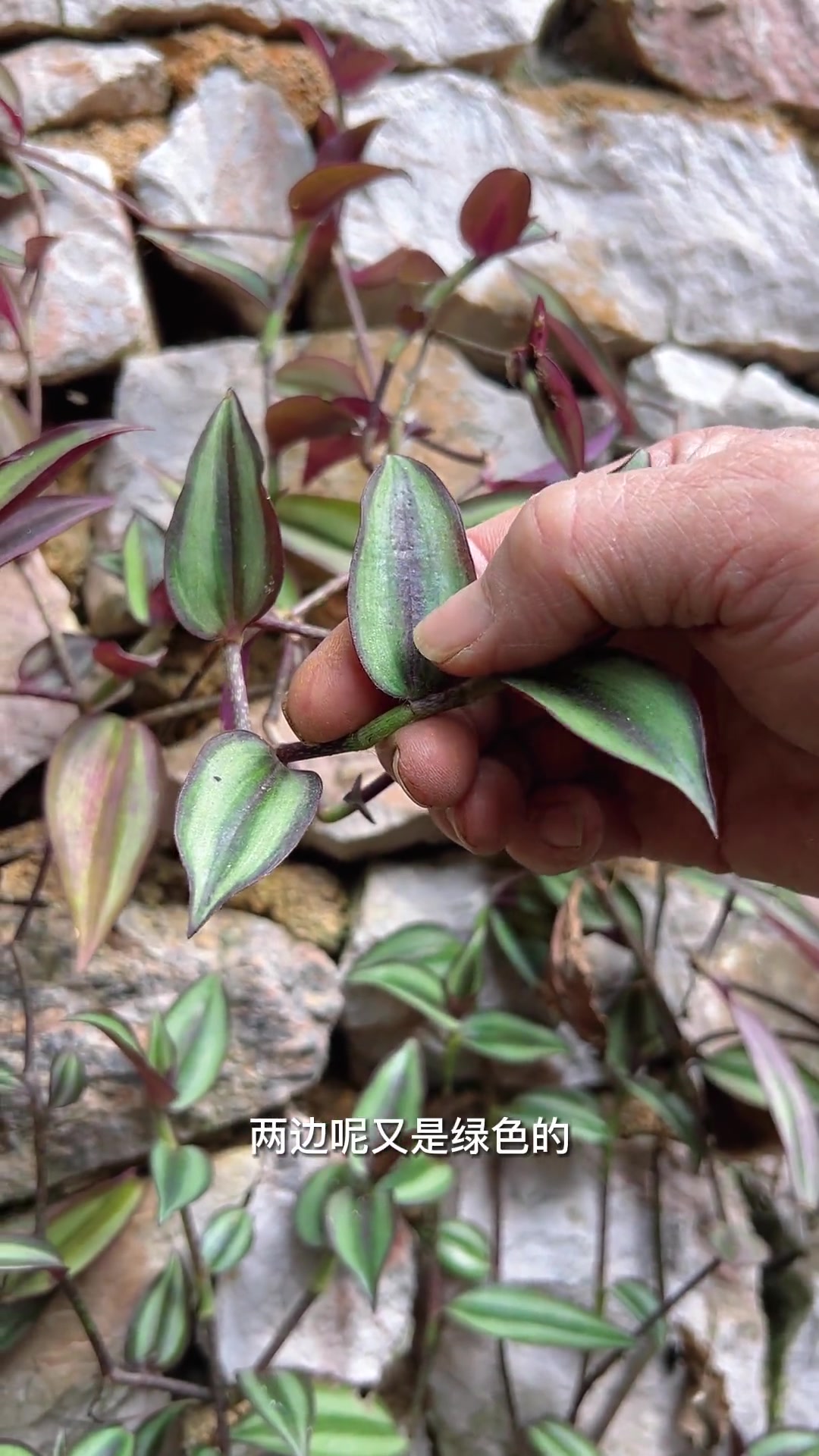 99%的人小时候都用这个煮过水喝,却不知道还能这样搭配 大自然的馈赠 三农 你的家乡有这种