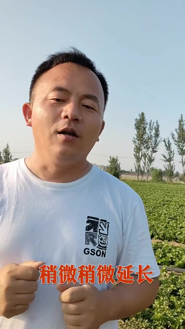 芹菜长得好好的,一到收货就有红根。什么原因,听听咣咣分析。有几分