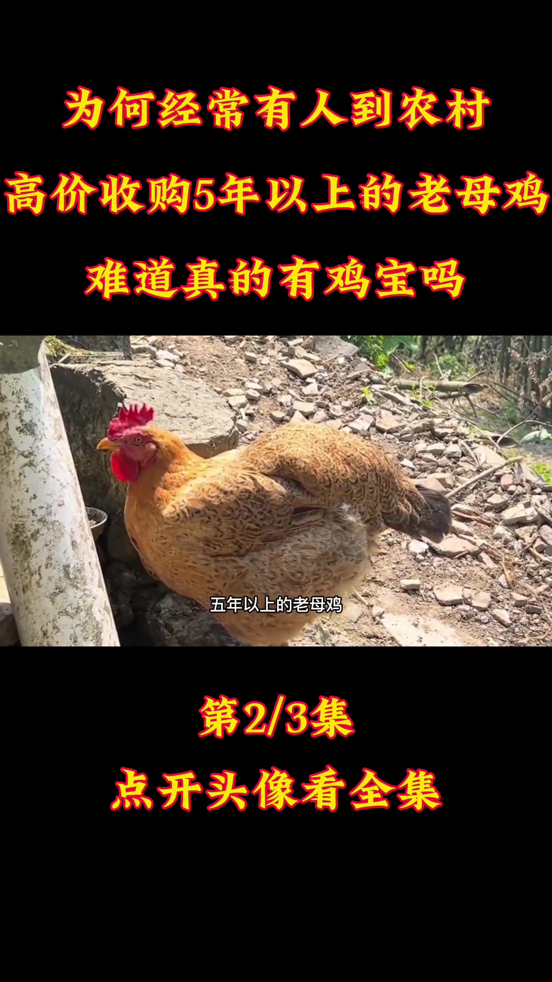 为何经常有人到农村,高价收购5年以上的老母鸡,难道真有鸡宝吗 农村 老母鸡 鸡宝