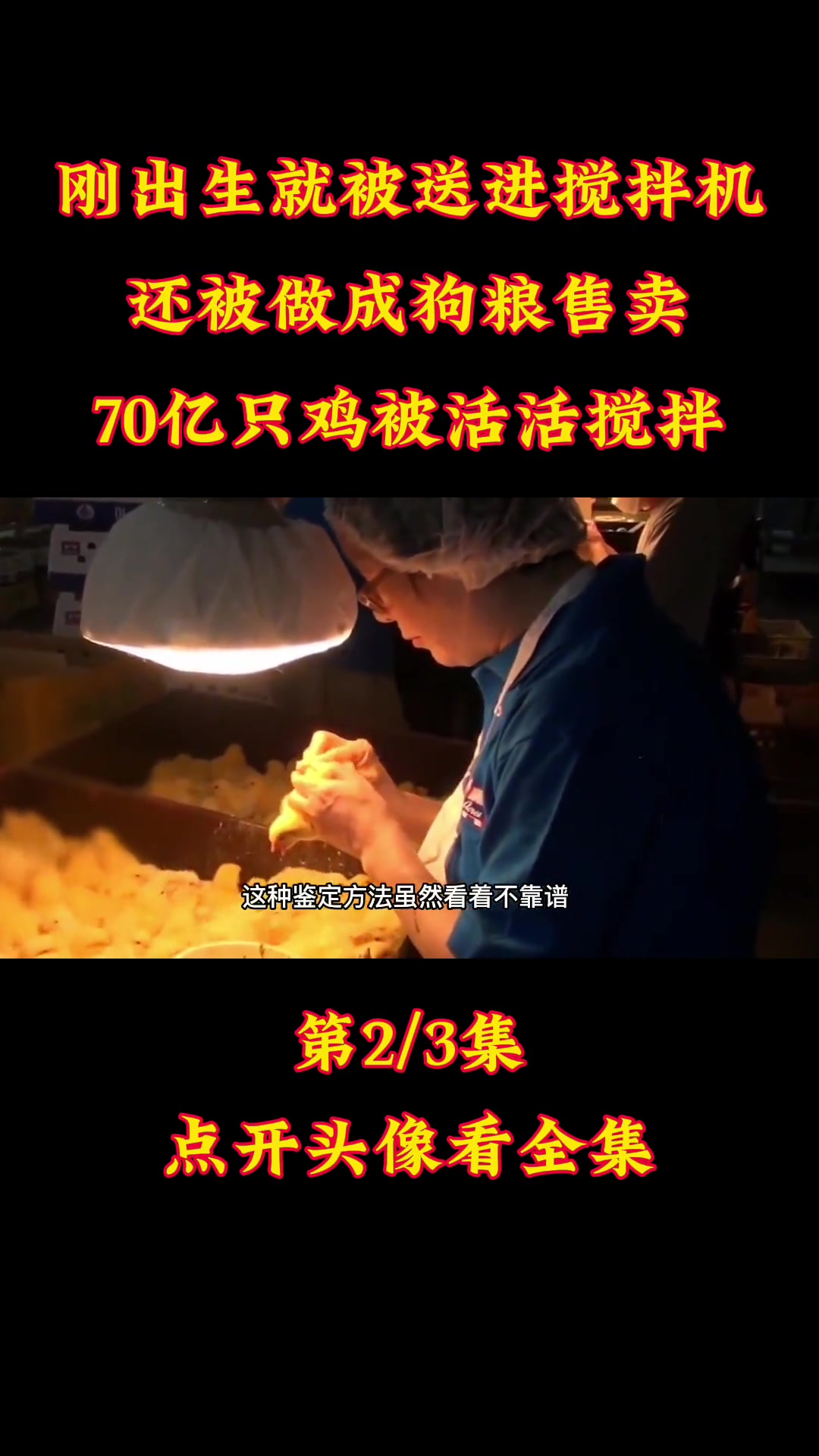 刚出生就被送进搅拌机,还被做成猫粮售卖,70亿只鸡被活活搅拌 小鸡 宠物粮 孵化场