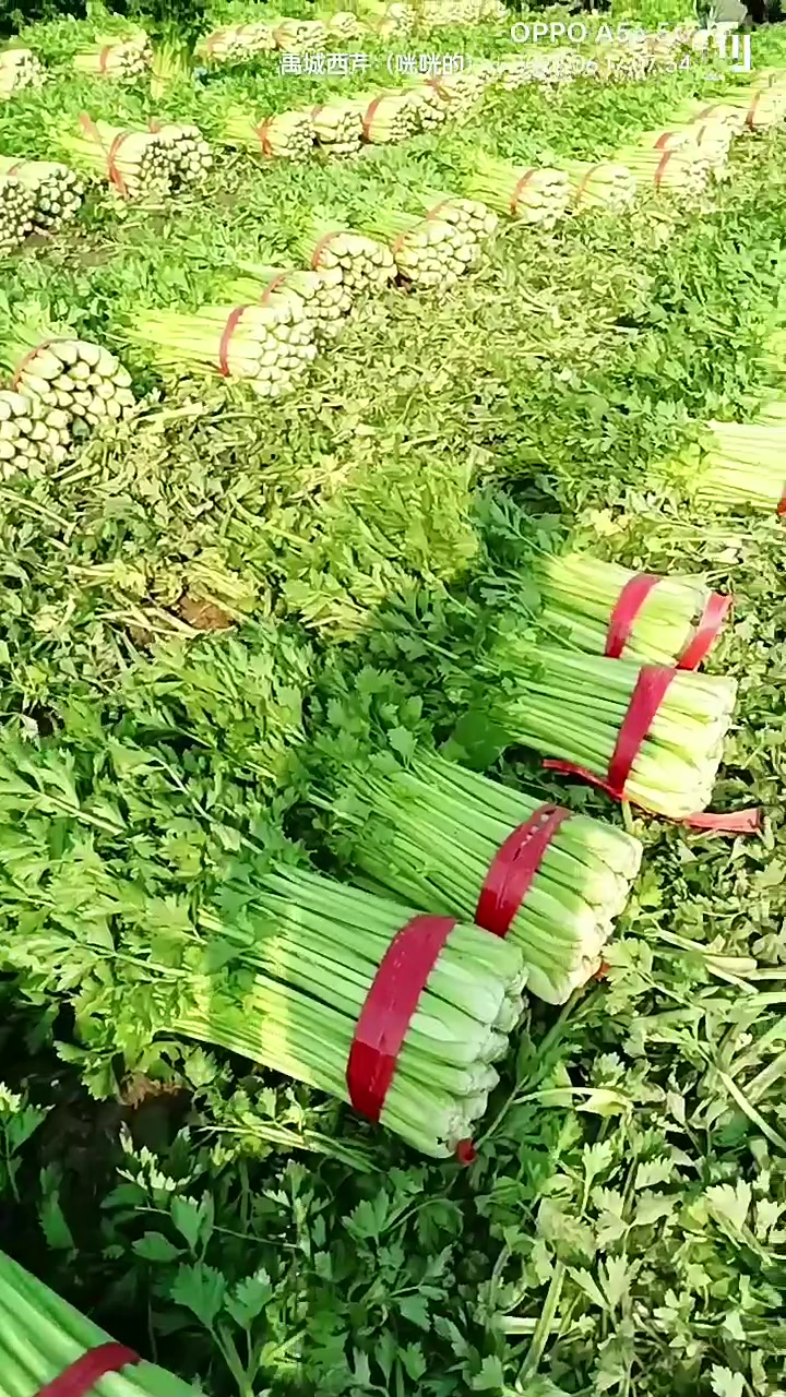 2022年,春季芹菜实验田,成功解决,出苔、红根、烂颗等问题!并且把荒地种芹菜成为一种可能