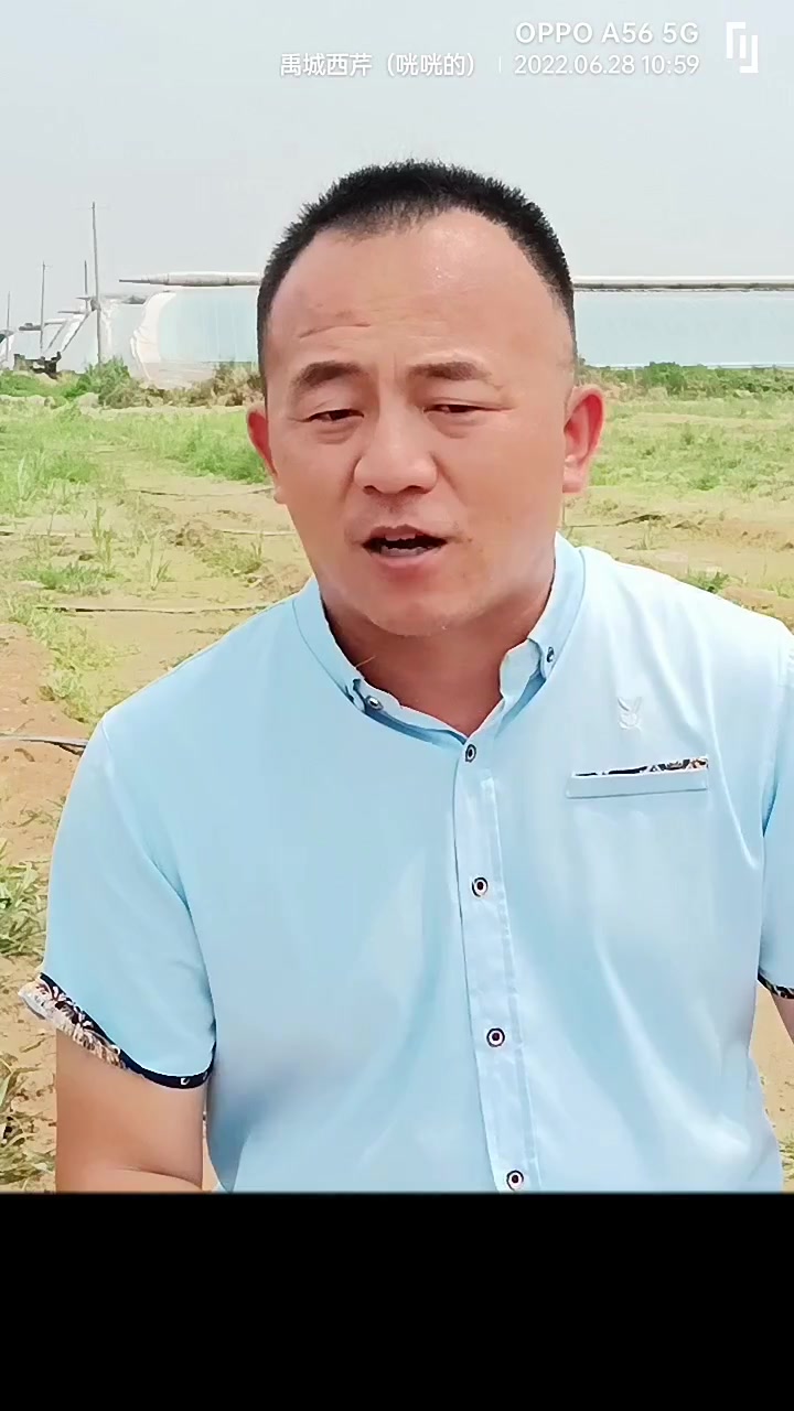 芹菜病害很多,尤其是一些,你可望通过特效药来解决的病害,往往一袋发病,无药可治!可以提前预