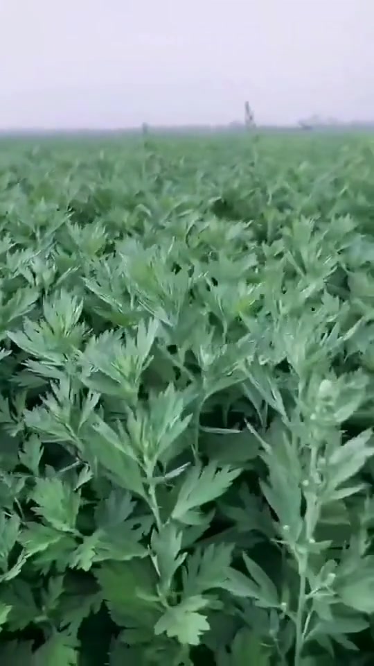 用艾草和生姜:性温,善散阴冷,温中止痛,能发散体表之寒,用于治疗外感风寒引起体寒怕冷、采食