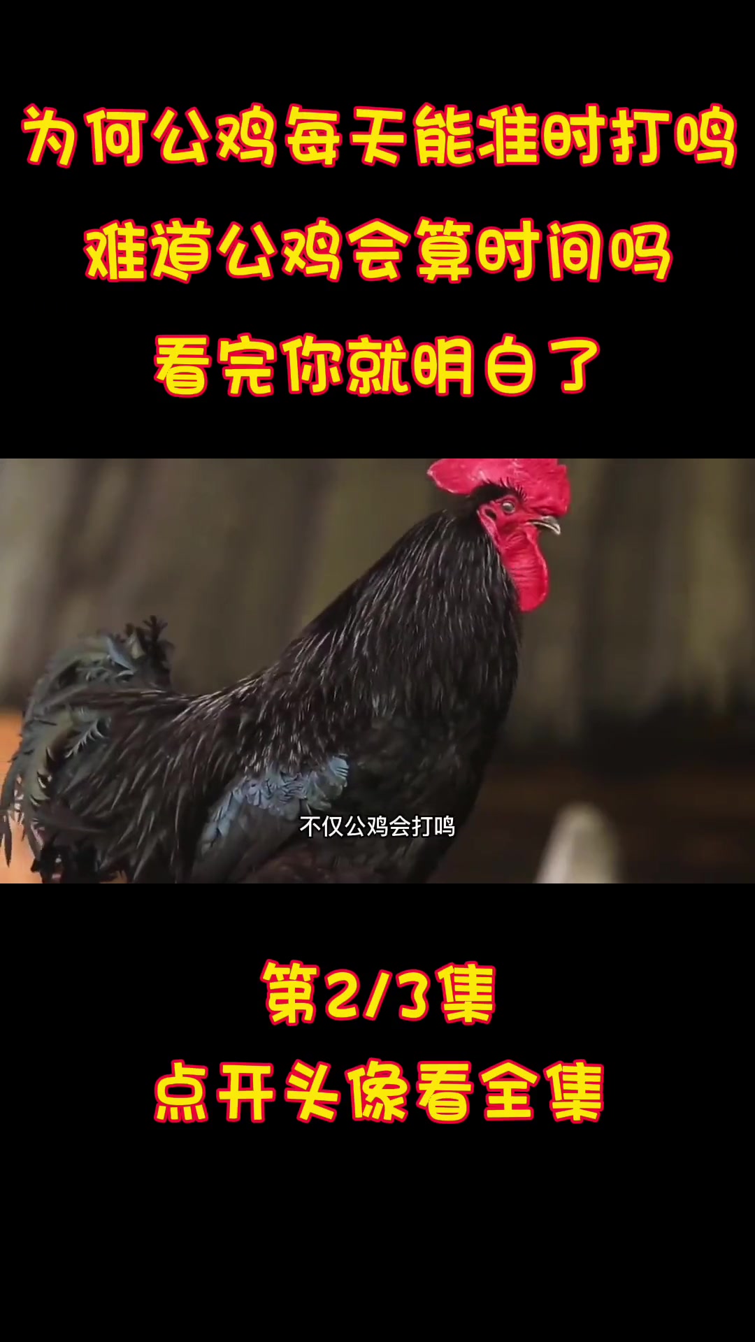 为何公鸡每天能准时打鸣?难道公鸡会算时间吗?看完你就明白了 公鸡 打鸣 实验