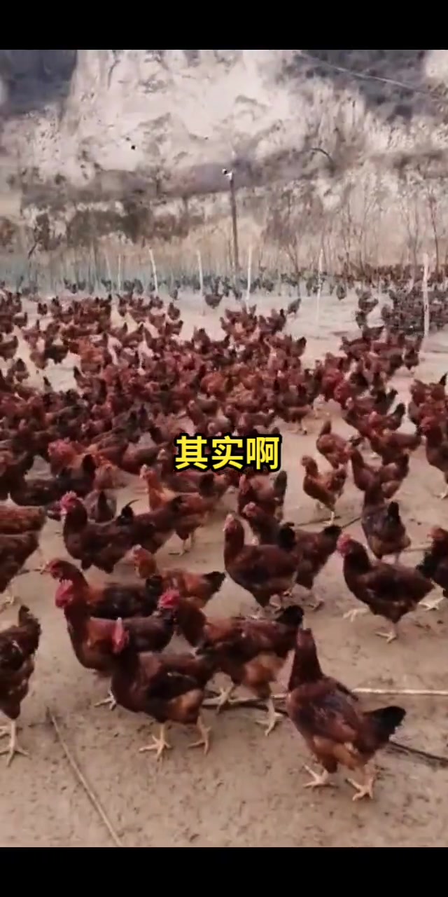 养鸡快速解决鸡病毒感冒