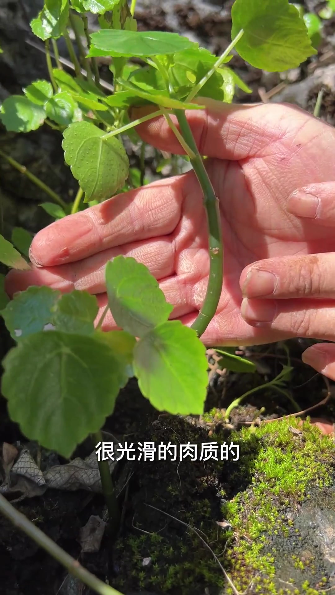 长在石头缝里的植物,妙用可真多 大自然的馈赠 三农 新农人计划