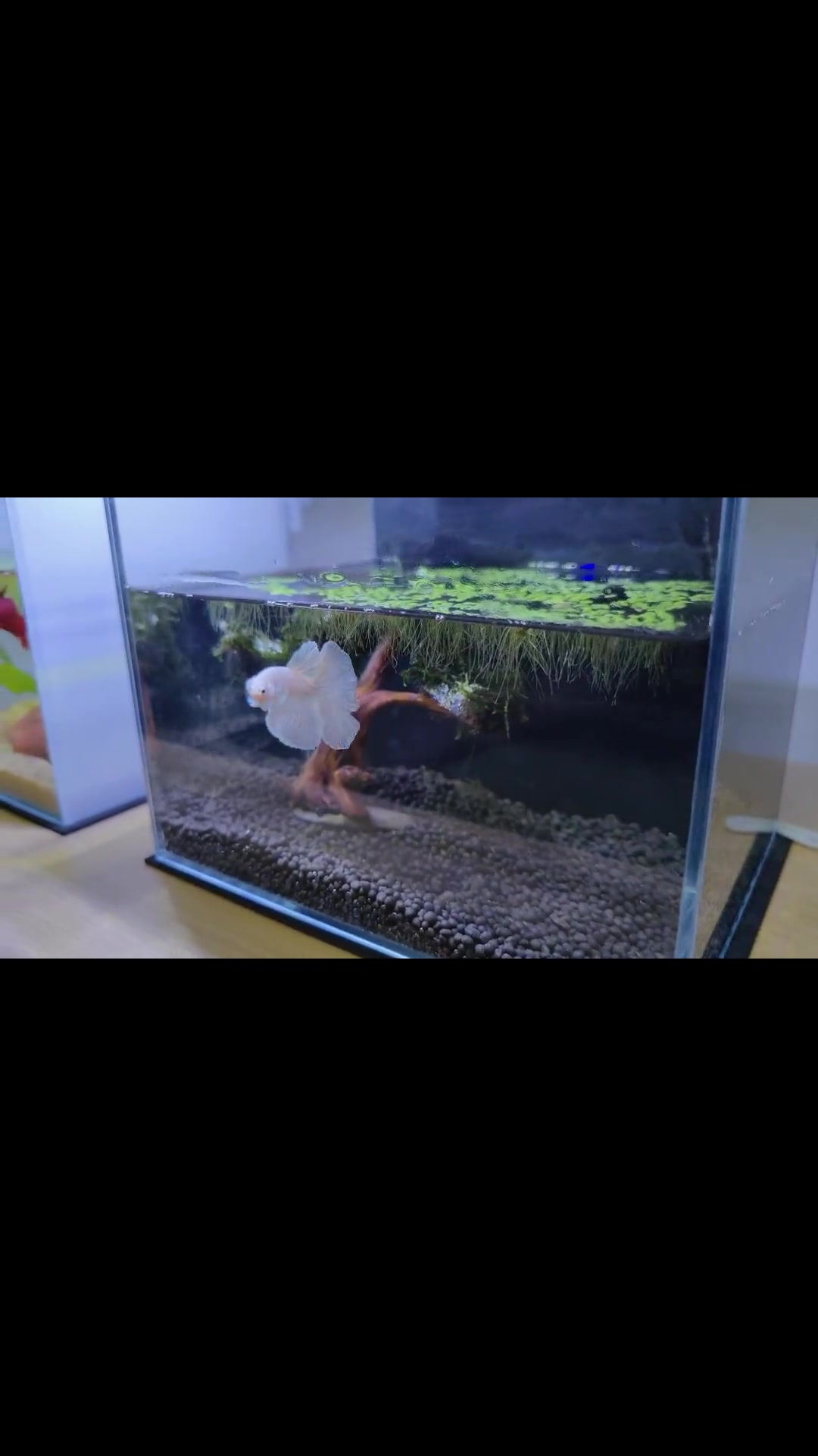 「开缸」不到30块的斗鱼小缸造景,太简单了简直有手就会 半月斗鱼 斗鱼 养鱼 养鱼日记 开