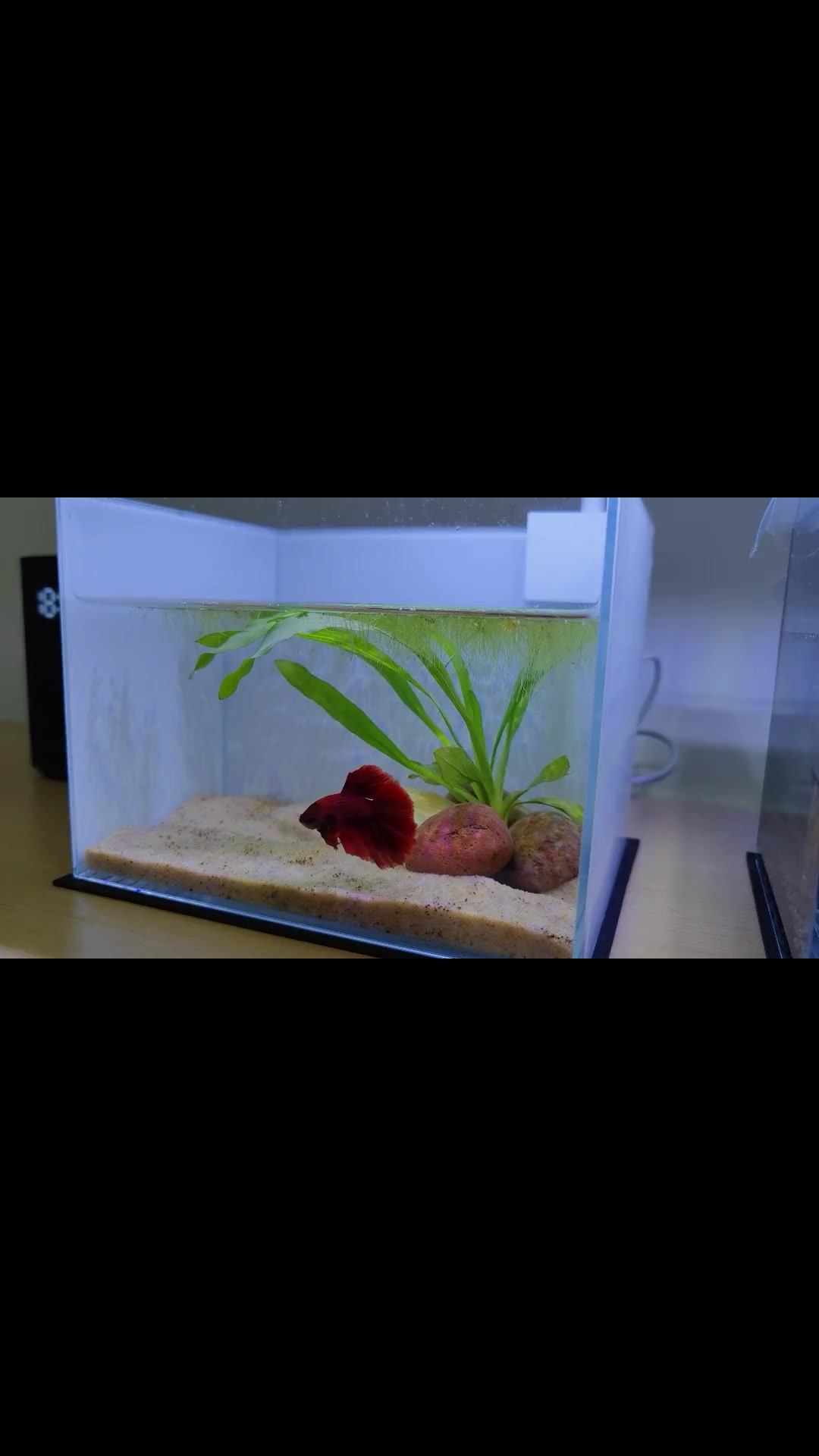 「开缸」教你开一个超迷你的半月斗鱼桌面缸,放在办公桌上美极了 开缸 造景 半月斗鱼 鱼缸 