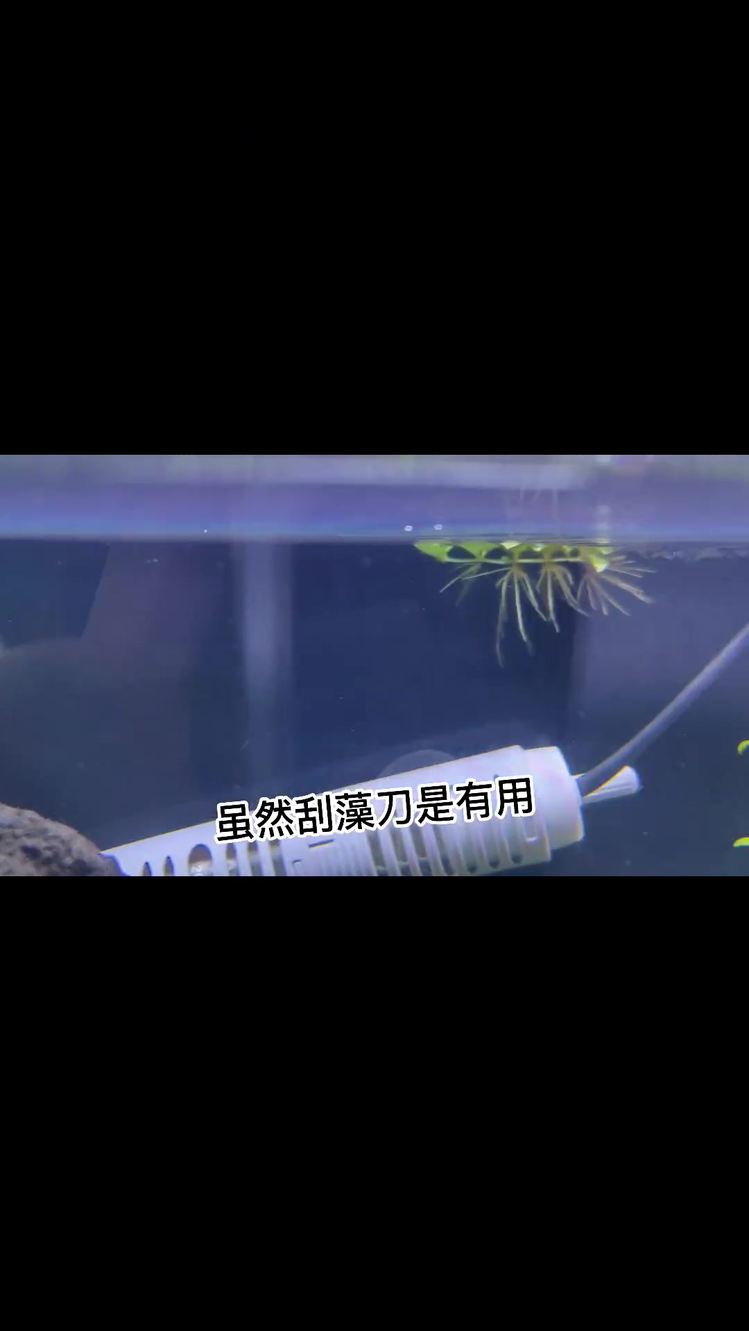 「初一」缸内褐藻除不尽?一条小黄金胡子鱼一天全吃完!草缸 黑壳虾 米虾 孔雀鱼 黄金胡子鱼